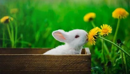 澳门新葡京-FIBA分享比赛精彩瞬间：马尔卡宁助力穆里宁起飞